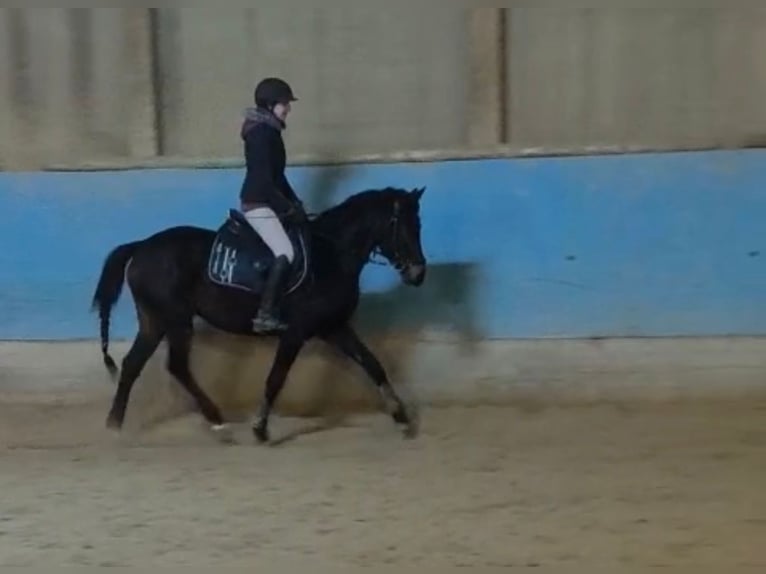 Poney de selle allemand Jument 3 Ans 147 cm Bai brun foncé in Langenau