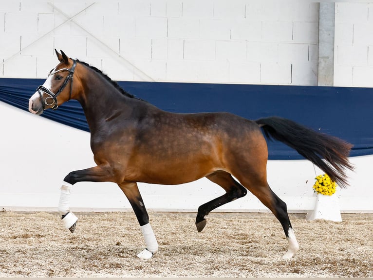 Poney de selle allemand Jument 3 Ans 147 cm Bai in Marsberg
