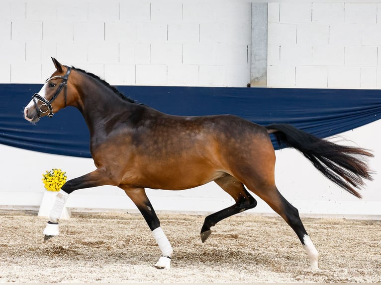 Poney de selle allemand Jument 3 Ans 147 cm Bai in Marsberg