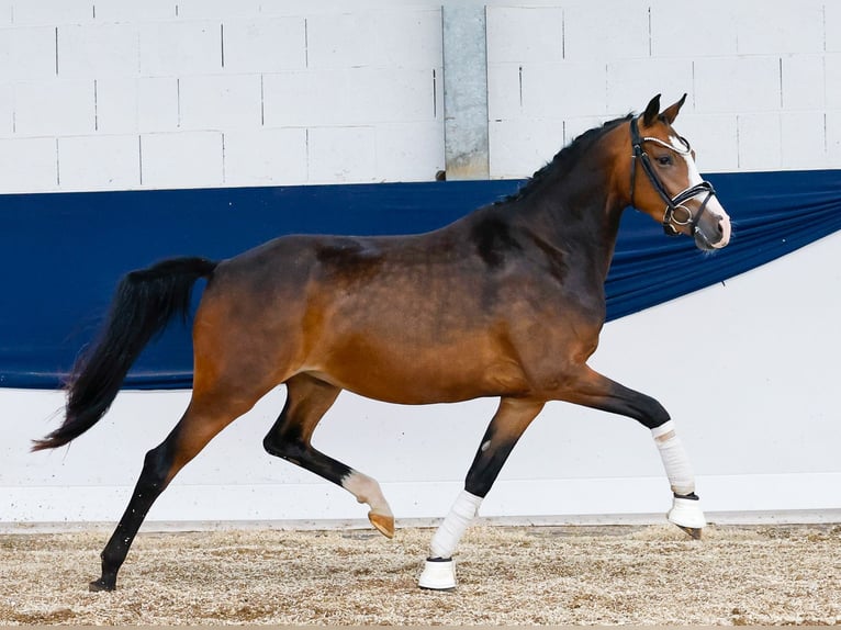 Poney de selle allemand Jument 3 Ans 147 cm Bai in Marsberg