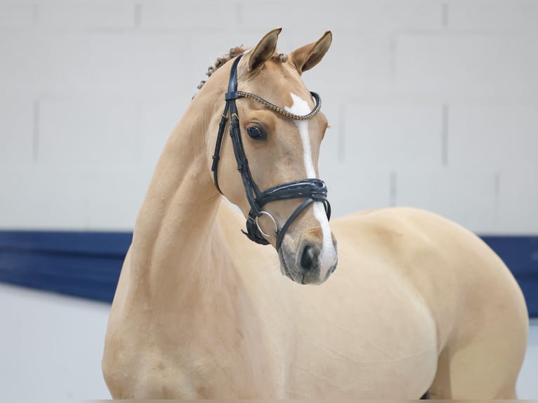 Poney de selle allemand Jument 3 Ans 147 cm Isabelle in Marsberg