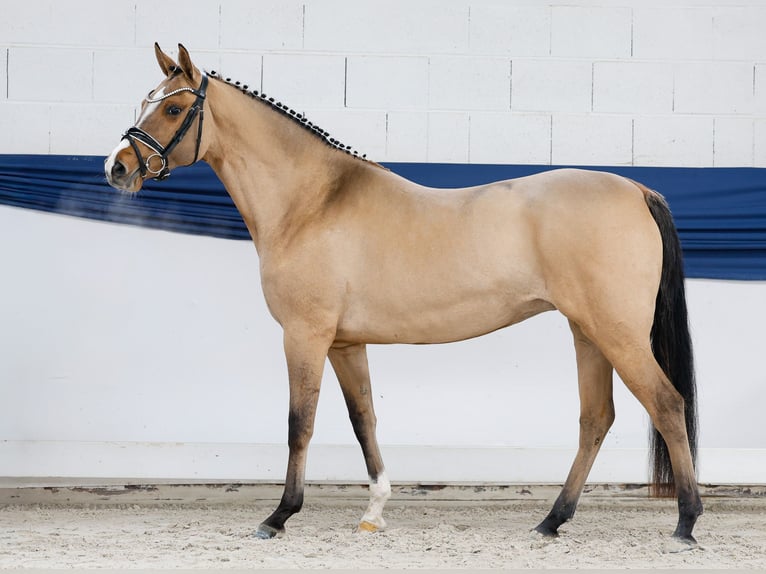 Poney de selle allemand Jument 3 Ans 147 cm Isabelle in Marsberg