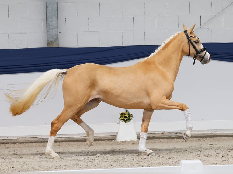 Poney de selle allemand Jument 3 Ans 147 cm Palomino in Marsberg