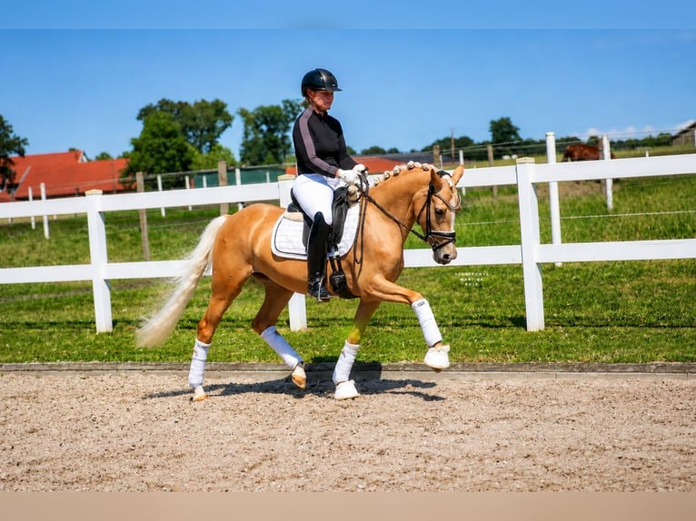 Poney de selle allemand Jument 3 Ans 147 cm Palomino in Recke, bei Osnabrück