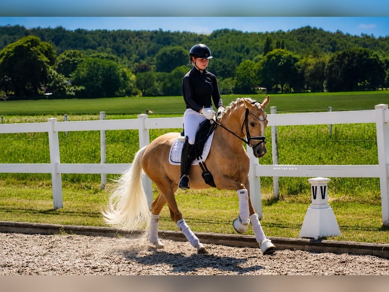 Poney de selle allemand Jument 3 Ans 147 cm Palomino in Recke, bei Osnabrück