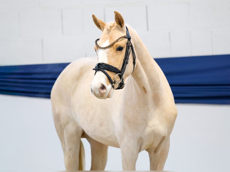 Poney de selle allemand Jument 3 Ans 147 cm Palomino in Marsberg