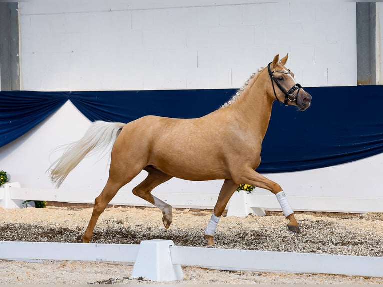 Poney de selle allemand Jument 3 Ans 147 cm Palomino in Marsberg