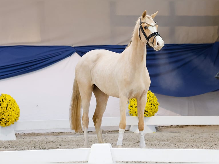 Poney de selle allemand Jument 3 Ans 147 cm Palomino in Marsberg
