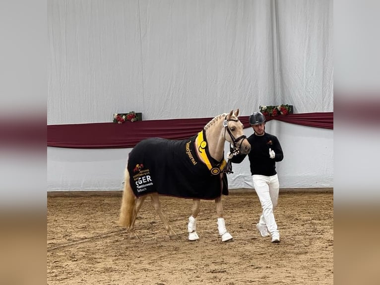 Poney de selle allemand Jument 3 Ans 147 cm Palomino in Salach