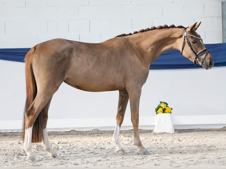 Poney de selle allemand Jument 3 Ans 148 cm Alezan brûlé in Marsberg