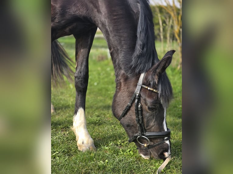 Poney de selle allemand Jument 3 Ans 148 cm Bai brun foncé in Einhausen