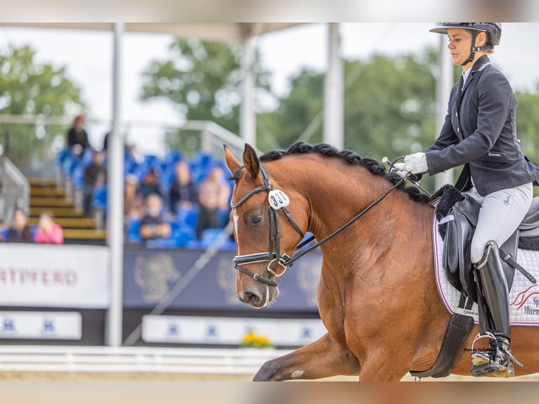 Poney de selle allemand Jument 3 Ans 148 cm Bai in Handewitt
