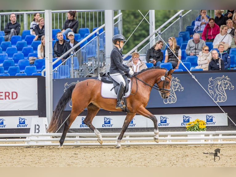 Poney de selle allemand Jument 3 Ans 148 cm Bai in Handewitt