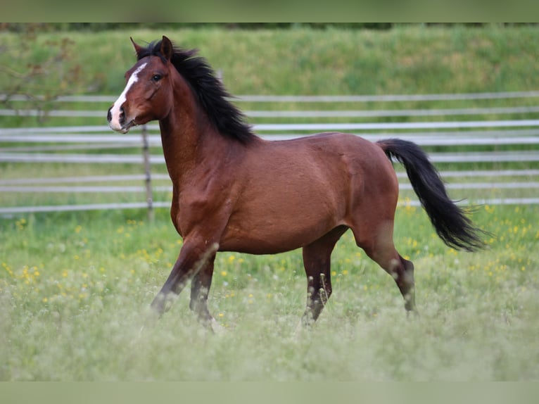 Poney de selle allemand Croisé Jument 3 Ans 148 cm Bai in Waldshut-Tiengen