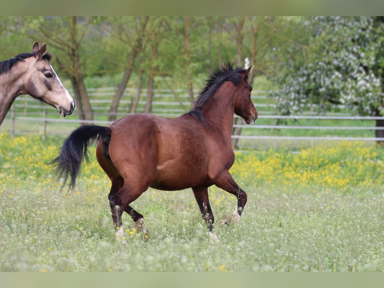 Poney de selle allemand Croisé Jument 3 Ans 148 cm Bai in Waldshut-Tiengen
