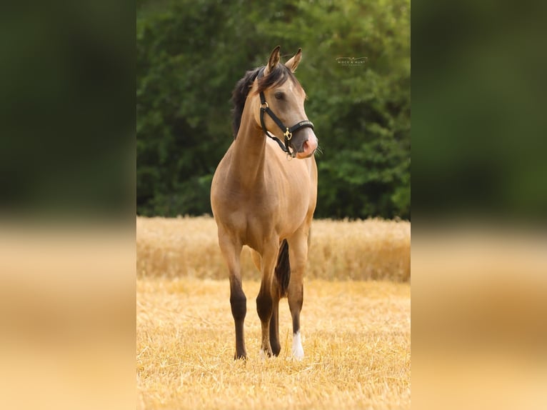 Poney de selle allemand Jument 3 Ans 148 cm Buckskin in Simmershofen