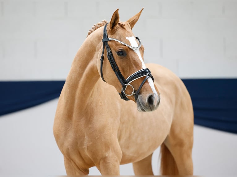 Poney de selle allemand Jument 3 Ans 148 cm Dunalino in Marsberg