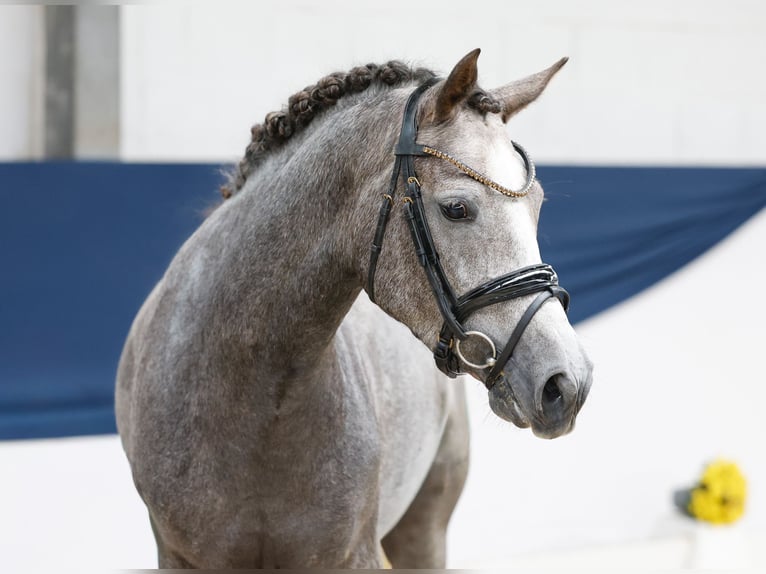 Poney de selle allemand Jument 3 Ans 148 cm Gris in Marsberg