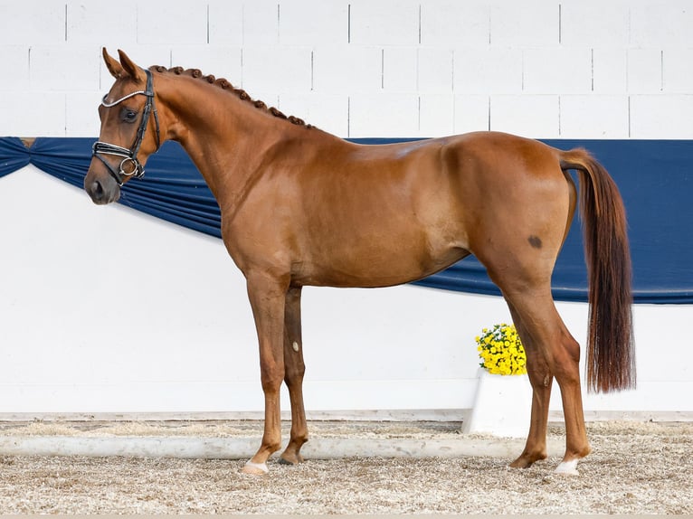 Poney de selle allemand Jument 3 Ans 149 cm Alezan in Marsberg