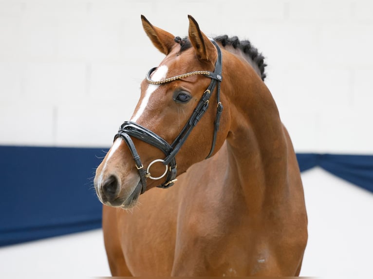 Poney de selle allemand Jument 3 Ans 149 cm Bai in Marsberg