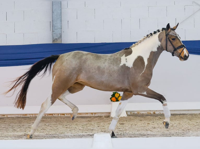 Poney de selle allemand Jument 3 Ans 149 cm Pinto in Marsberg