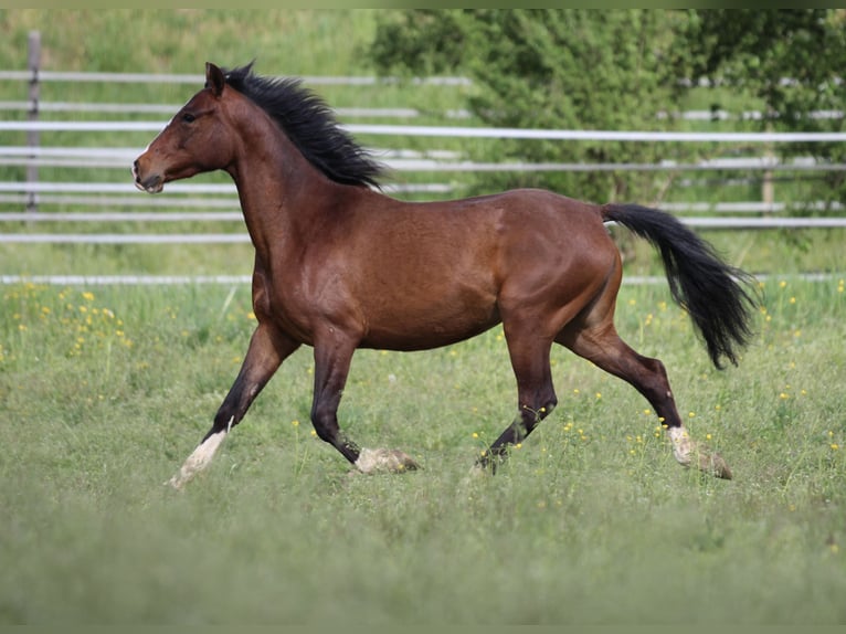 Poney de selle allemand Croisé Jument 3 Ans 150 cm Bai in Waldshut-Tiengen