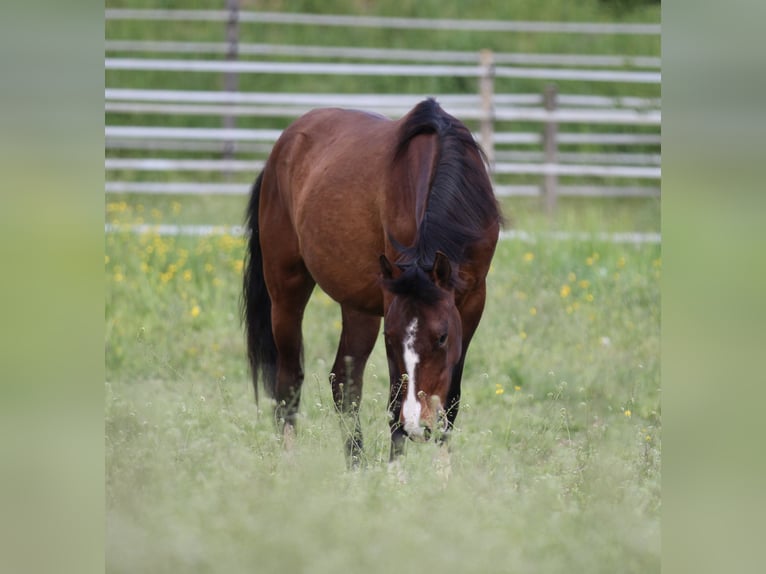 Poney de selle allemand Croisé Jument 3 Ans 150 cm Bai in Waldshut-Tiengen