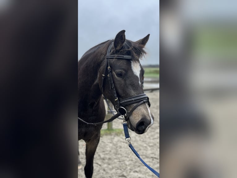 Poney de selle allemand Jument 3 Ans 152 cm Buckskin in Dornum Nesse