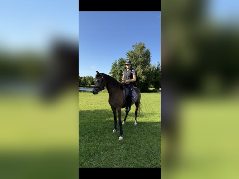 Poney de selle allemand Jument 3 Ans 152 cm Buckskin in Dornum Nesse