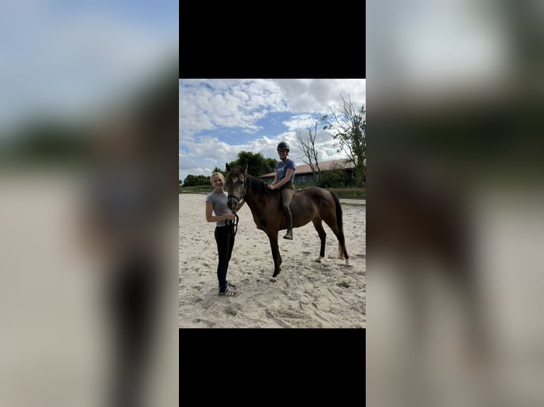 Poney de selle allemand Jument 3 Ans 152 cm Buckskin in Dornum Nesse
