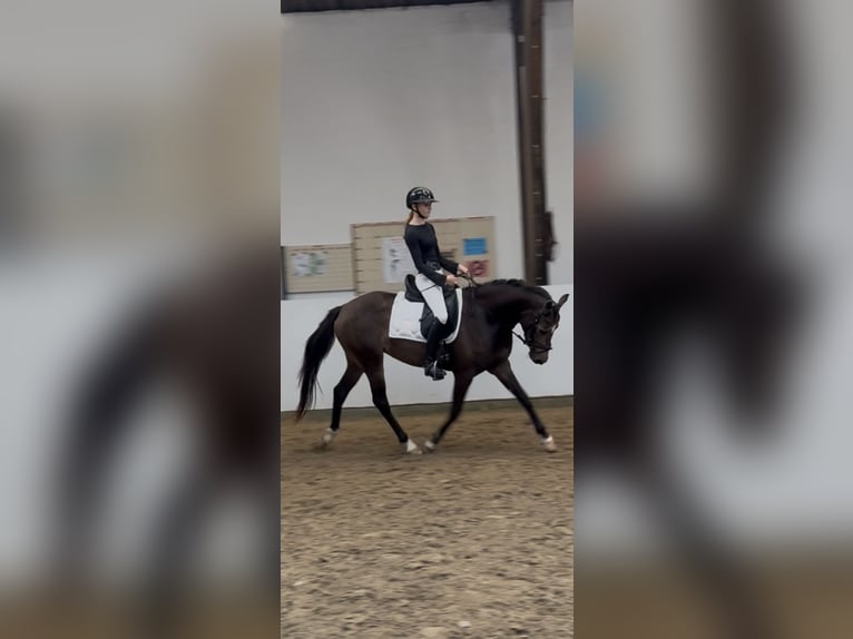 Poney de selle allemand Jument 3 Ans 152 cm Buckskin in Dornum Nesse