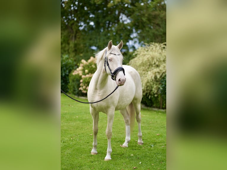 Poney de selle allemand Jument 3 Ans 152 cm Cremello in D&#xF6;rpum