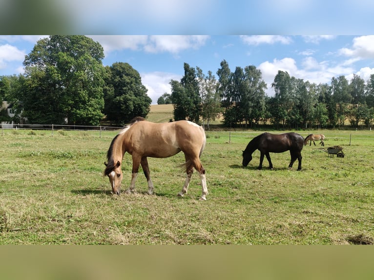 Poney de selle allemand Croisé Jument 3 Ans 152 cm Isabelle in M&#xFC;nchberg