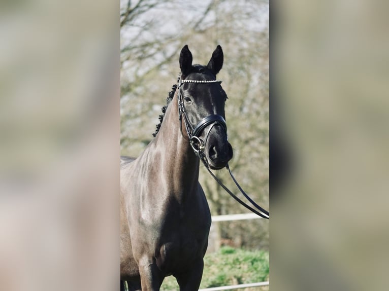 Poney de selle allemand Jument 3 Ans 152 cm Noir in Dorsten