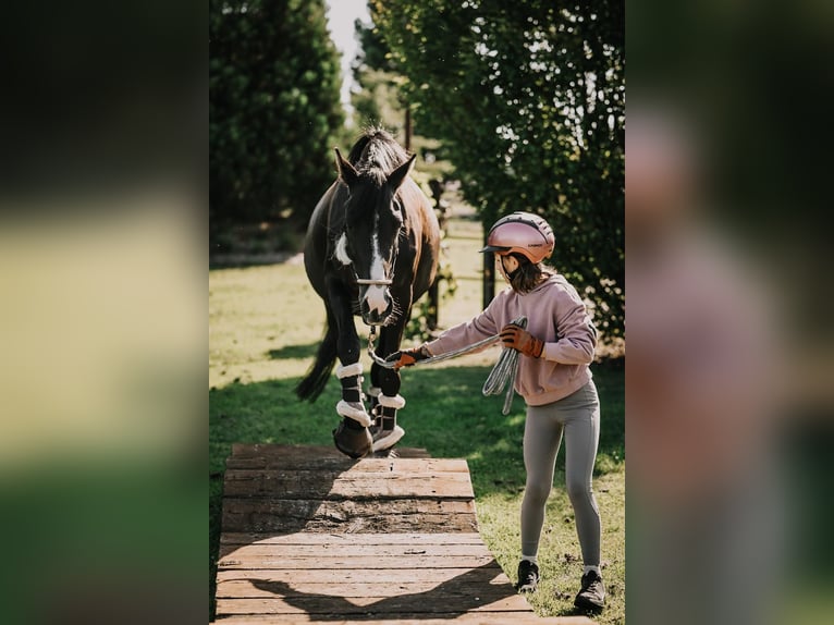 Poney de selle allemand Jument 3 Ans 153 cm Bai brun foncé in Meinersen