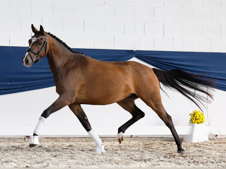 Poney de selle allemand Jument 3 Ans 153 cm Bai in Marsberg