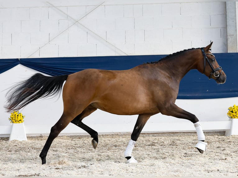 Poney de selle allemand Jument 3 Ans 153 cm Bai in Marsberg