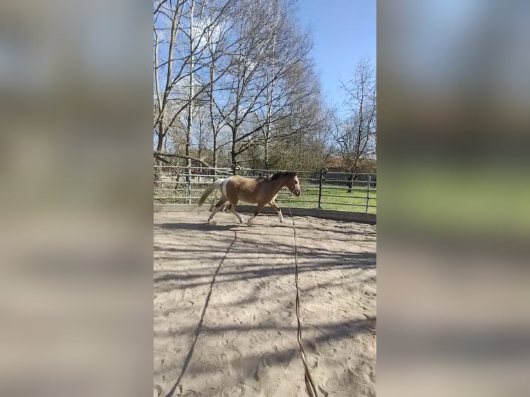Poney de selle allemand Croisé Jument 3 Ans 153 cm Isabelle in M&#xFC;nchberg