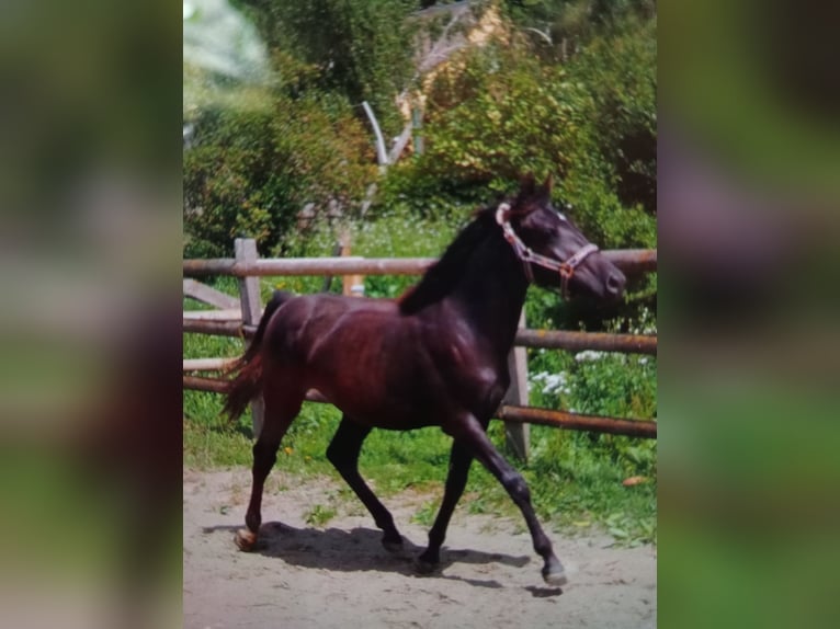 Poney de selle allemand Jument 3 Ans 155 cm Bai brun foncé in Laufenburg