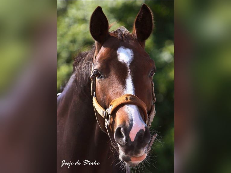 Poney de selle allemand Jument 3 Ans 156 cm Buckskin in Assen