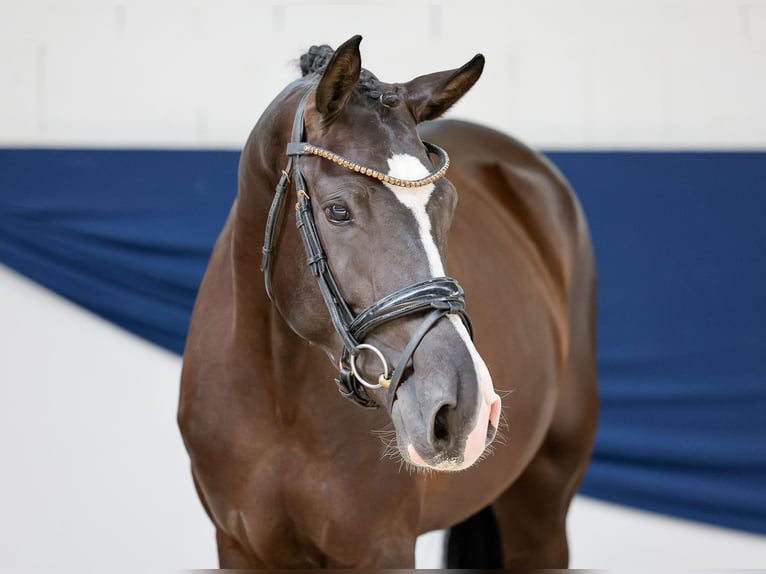 Poney de selle allemand Jument 3 Ans 156 cm Noir in Marsberg