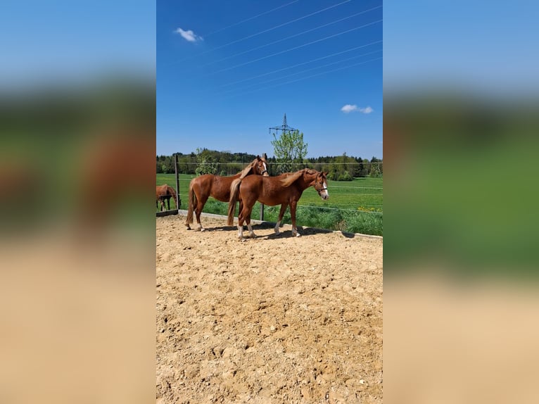 Poney de selle allemand Jument 3 Ans Alezan in Bad Endorf
