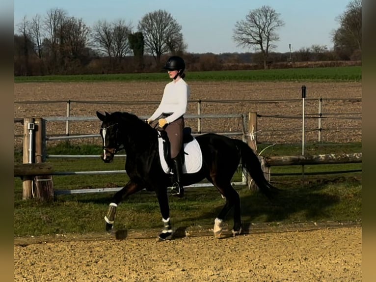 Poney de selle allemand Jument 3 Ans Bai brun in Billerbeck