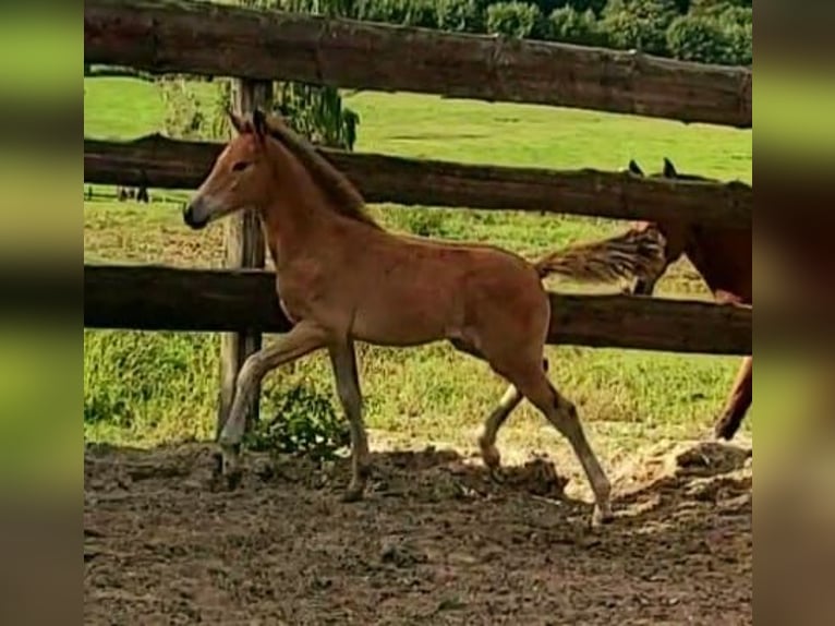 Poney de selle allemand Jument 3 Ans in Ritterhude