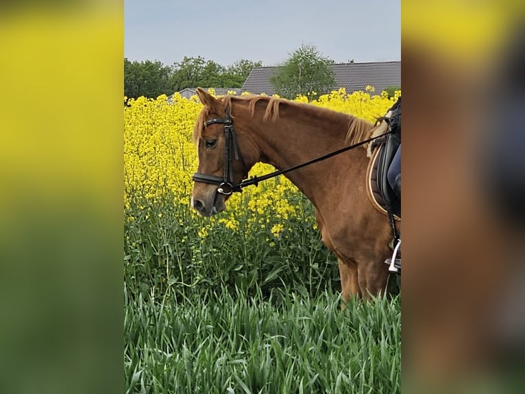 Poney de selle allemand Jument 4 Ans 135 cm Alezan in Kehrsen