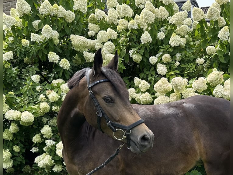 Poney de selle allemand Jument 4 Ans 138 cm Buckskin in Düsseldorf
