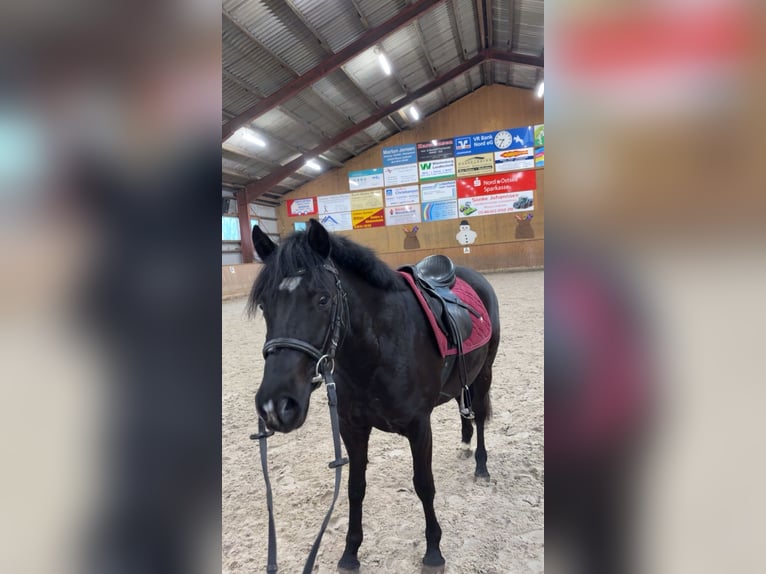 Poney de selle allemand Jument 4 Ans 138 cm Noir in Risum-Lindholm