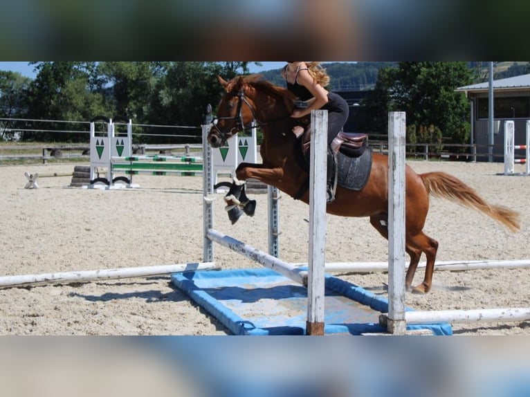 Poney de selle allemand Jument 4 Ans 140 cm Alezan in Schongau