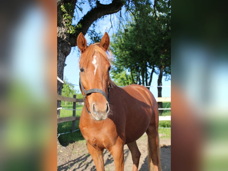 Poney de selle allemand Jument 4 Ans 140 cm Alezan in Schongau