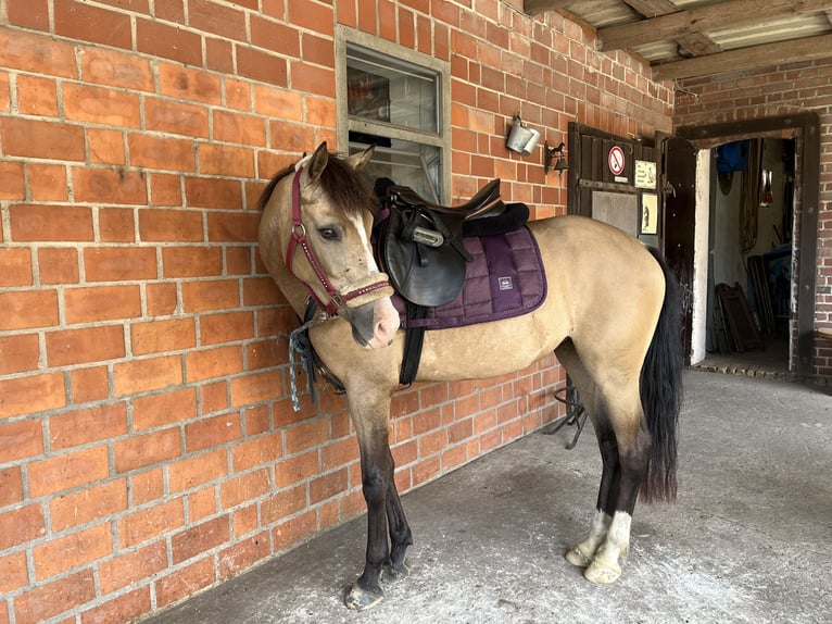 Poney de selle allemand Jument 4 Ans 140 cm Buckskin in Saerbeck